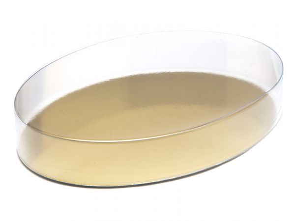Transparent Small Oval Pack with Gold Base Card ( 150 x 105 x 27mm) x 10
